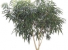Ficus Alii Standard