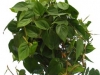 Philodendron Cordatum