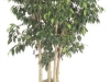 Ficus Benjamina  Spire Column