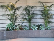 indoor-landscaping-plant-services-los-angeles-12
