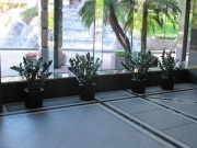indoor-landscaping-plant-services-los-angeles-13