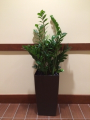indoor-landscaping-plant-services-los-angeles-25