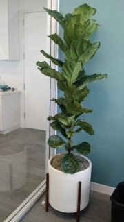 indoor-landscaping-plant-services-los-angeles-45