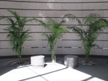 indoor-landscaping-plant-services-los-angeles-11