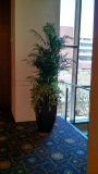 indoor-landscaping-plant-services-los-angeles-23