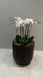 indoor-landscaping-plant-services-los-angeles-42